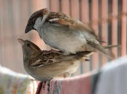 Sparrows doing what comes naturally.