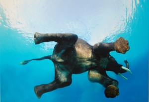 elephant swim