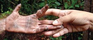 Hands across the genus: bonobo and human hand