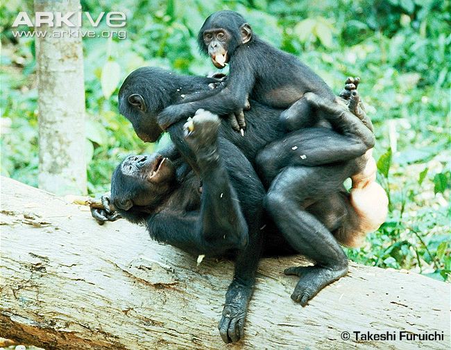 A group of female bonobos rubbing genitals together. 